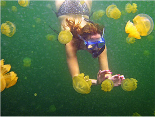 http://www.exoticexcess.com/wp-content/uploads/2008/09/swim-with-the-jellyfish.jpg